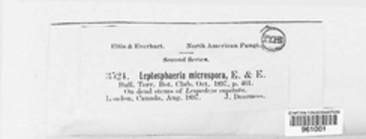 Paraphaeosphaeria microspora image